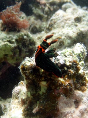 アカフチリュウグウウミウシ