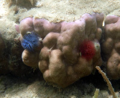 イバラカンザシ顔