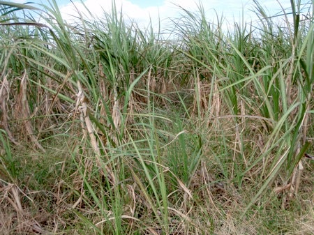 石垣島&西表島　で　楽園探し