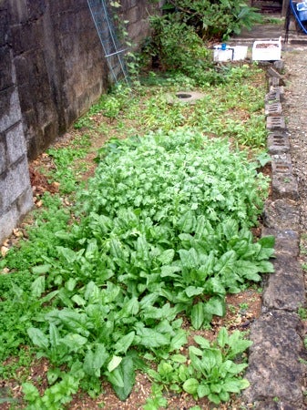 石垣島&西表島　で　楽園探し
