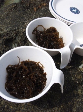 石垣島&西表島　で　楽園探し