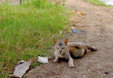 石垣島&西表島 で 楽園探し