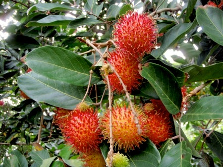 石垣島&西表島 で 楽園探し