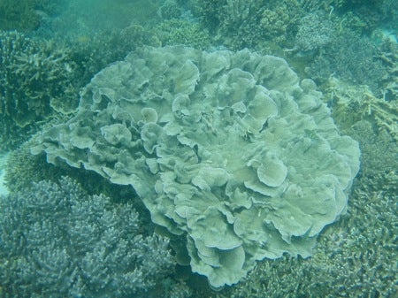 石垣島&西表島　で　楽園探し
