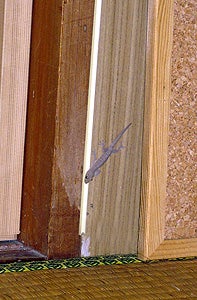 石垣島&西表島　で　楽園探し