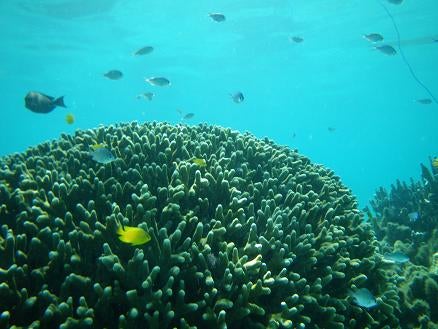 石垣島&西表島　で　楽園探し