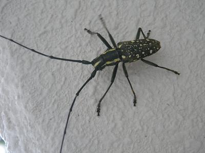 石垣島&amp;西表島で楽園探し