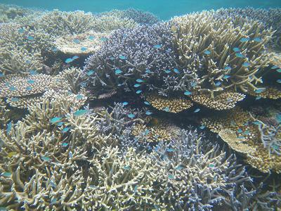 石垣島&amp;西表島で楽園探し