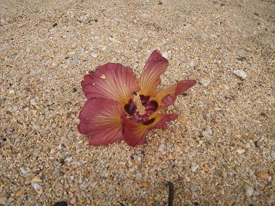 石垣島&amp;西表島で楽園探し