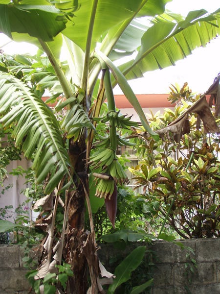 石垣島&西表島で楽園探し