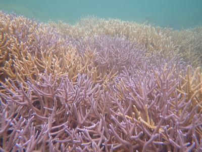 石垣島&amp;西表島で楽園探し