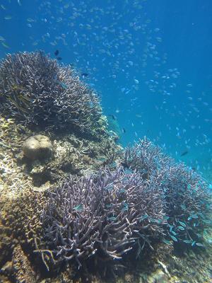 石垣島&amp;西表島で楽園探し