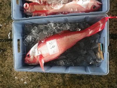 石垣島&amp;西表島で楽園探し