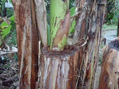 石垣島&西表島で楽園探し