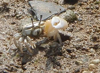 石垣島&西表島で楽園探し