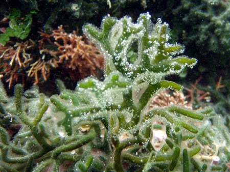 石垣島&西表島で楽園探し