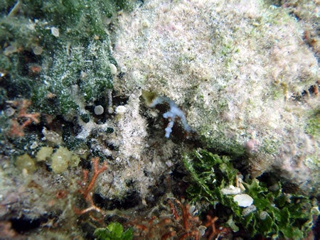 石垣島&西表島で楽園探し