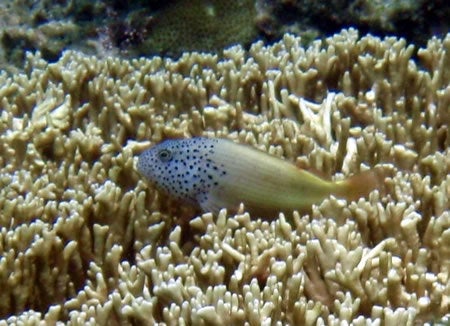 石垣島&西表島で楽園探し