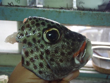 手漕屋素潜店 ちゅらねしあ