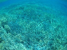 $手漕屋素潜店 ちゅらねしあ