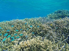 $手漕屋素潜店 ちゅらねしあ