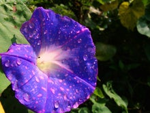 $手漕屋素潜店 ちゅらねしあ