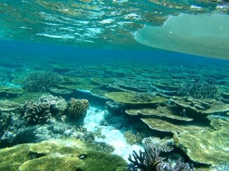 $手漕屋素潜店 ちゅらねしあ