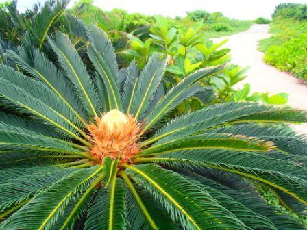 $手漕屋素潜店 ちゅらねしあ