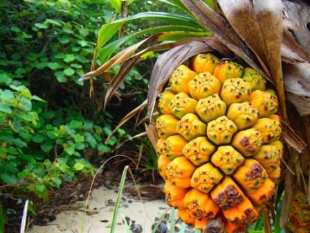 $手漕屋素潜店 ちゅらねしあ