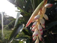 $手漕屋素潜店 ちゅらねしあ