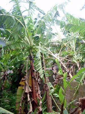 手漕屋素潜店 ちゅらねしあ