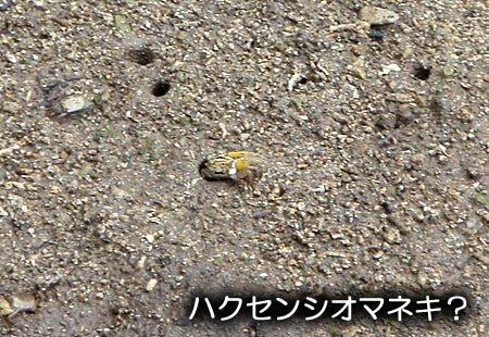 手漕屋素潜店 ちゅらねしあ