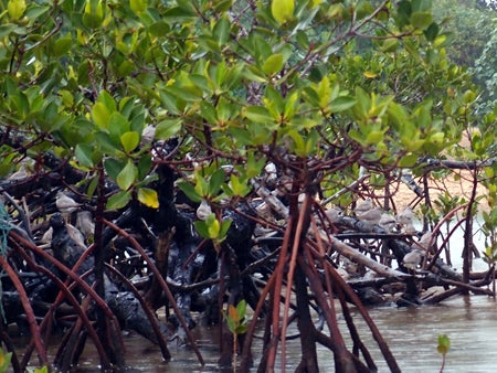 手漕屋素潜店 ちゅらねしあ