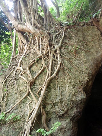 手漕屋素潜店 ちゅらねしあ