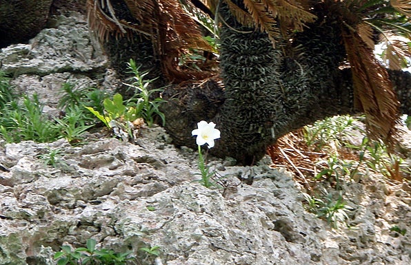 手漕屋素潜店 ちゅらねしあ
