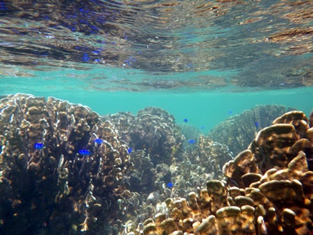 手漕屋素潜店 ちゅらねしあ