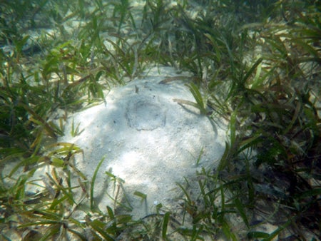 手漕屋素潜店 ちゅらねしあ