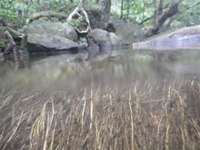 $手漕屋素潜店 ちゅらねしあ