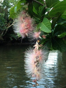 手漕屋素潜店 ちゅらねしあ