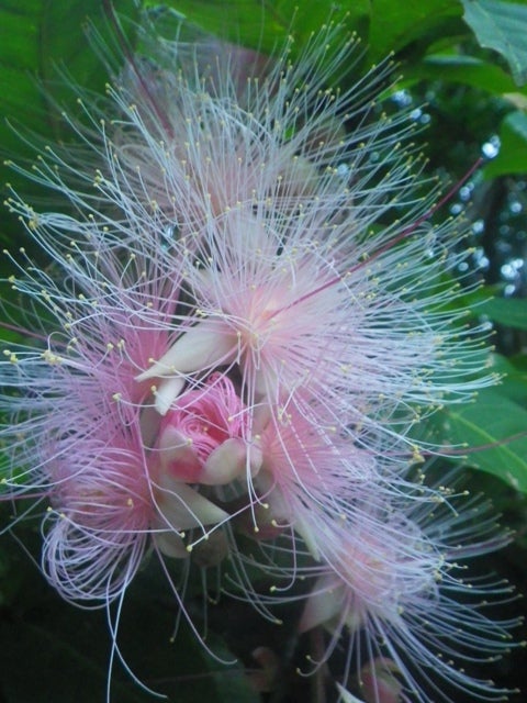 手漕屋素潜店 ちゅらねしあ