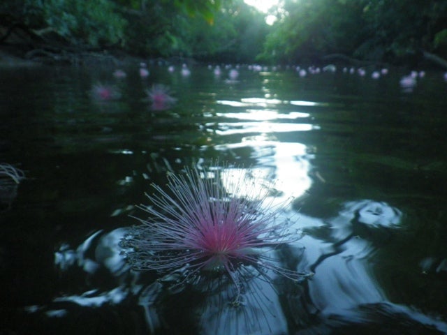手漕屋素潜店 ちゅらねしあ