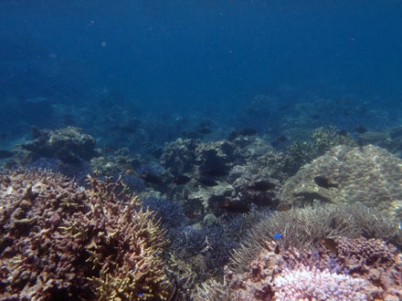 手漕屋素潜店 ちゅらねしあ