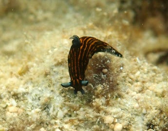 手漕屋素潜店 ちゅらねしあ