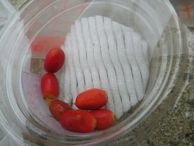 $手漕屋素潜店 ちゅらねしあ