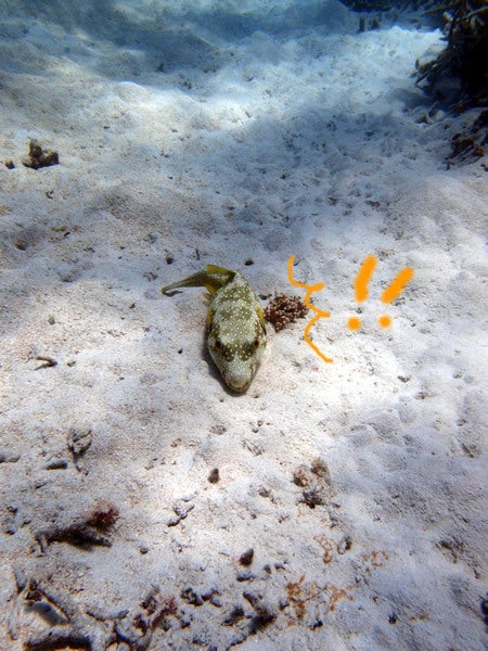 手漕屋素潜店 ちゅらねしあ