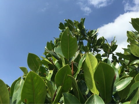 {E88BC018-E2C1-4E94-AFD5-FB8E3D2DDFFC:01}