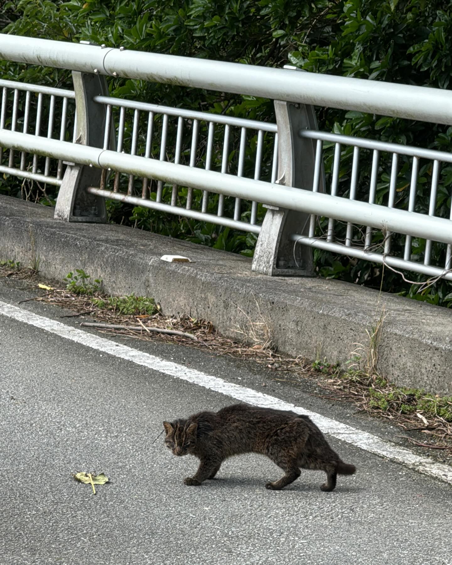 イリオモテヤマネコ