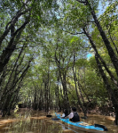 西表の川カヌーツアー